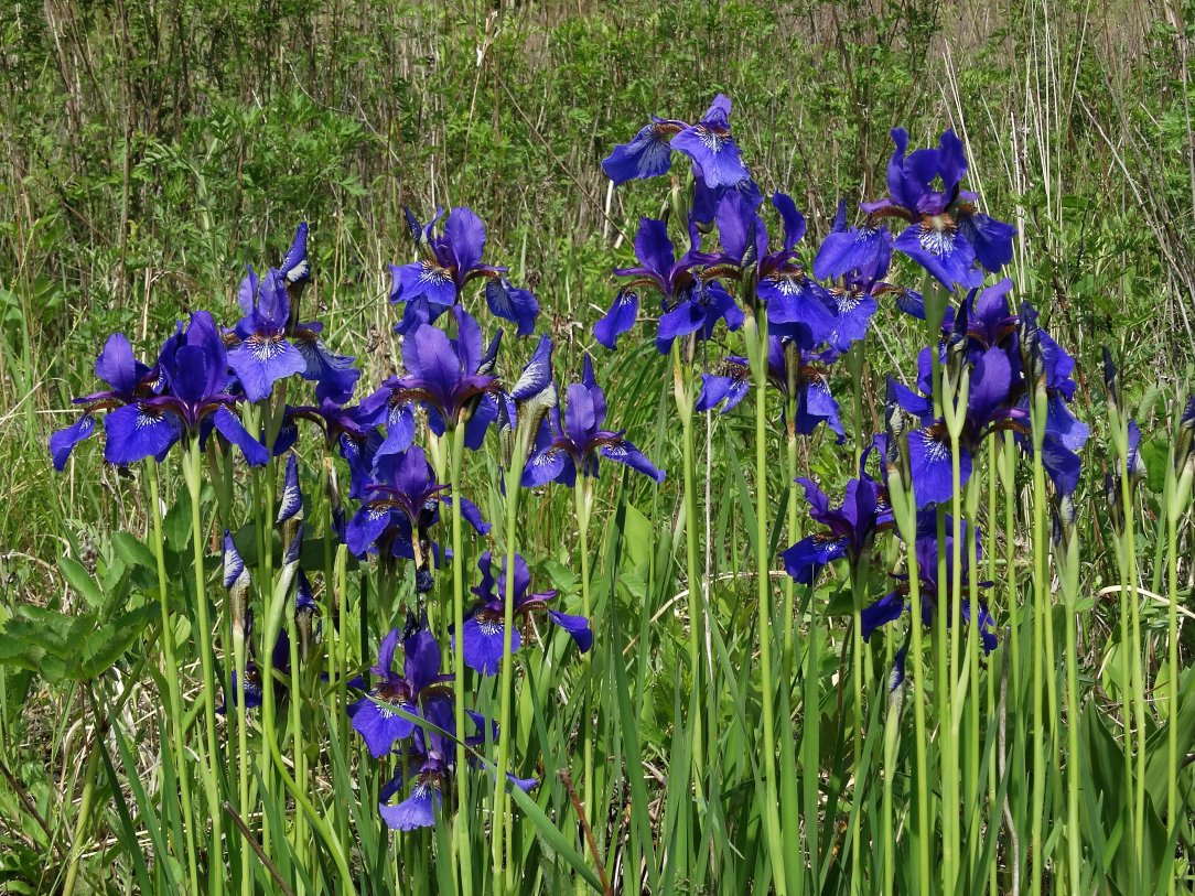 Image of Iris sanguinea specimen.