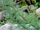 Myricaria germanica