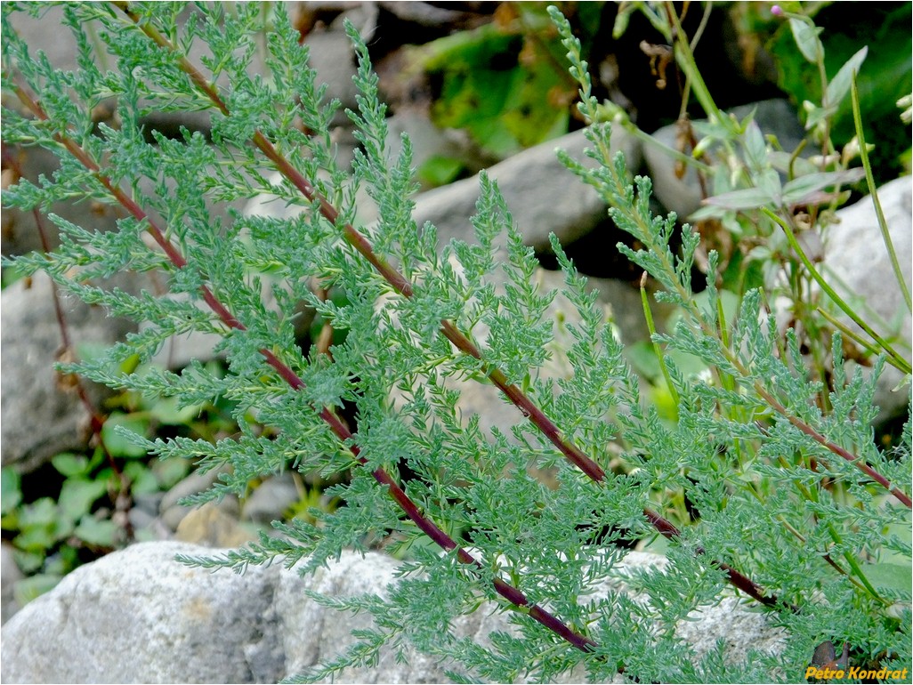 Image of Myricaria germanica specimen.