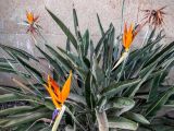 Strelitzia reginae