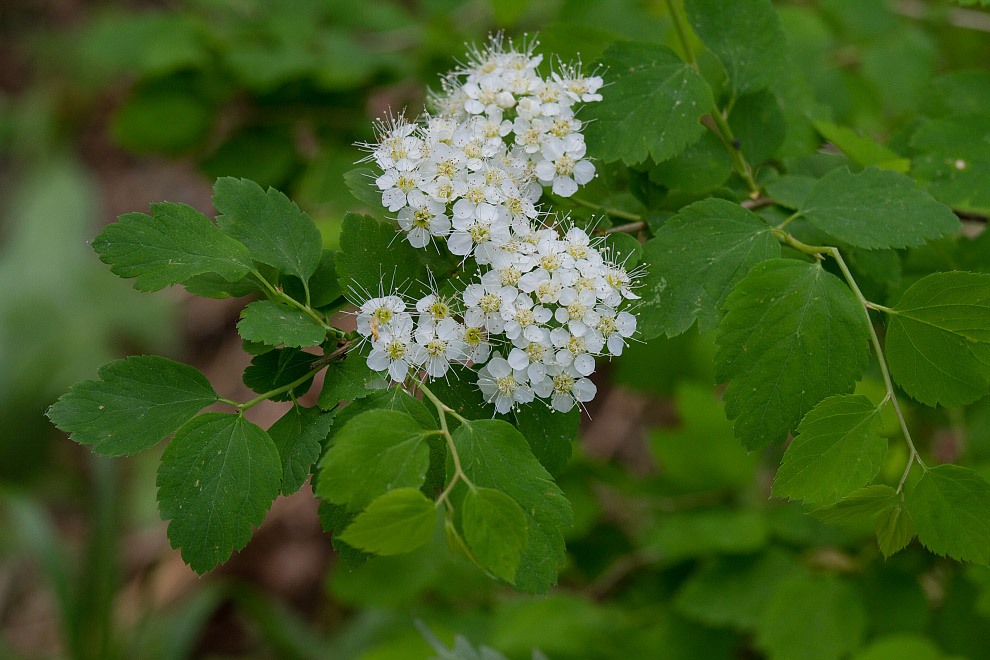 Изображение особи Spiraea chamaedryfolia.