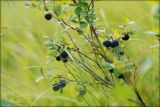Vaccinium uliginosum. Плодоносящее растение. Магаданская обл., Колымское нагорье, болотистая местность близ пос. Ягодное. 18.07.2009.