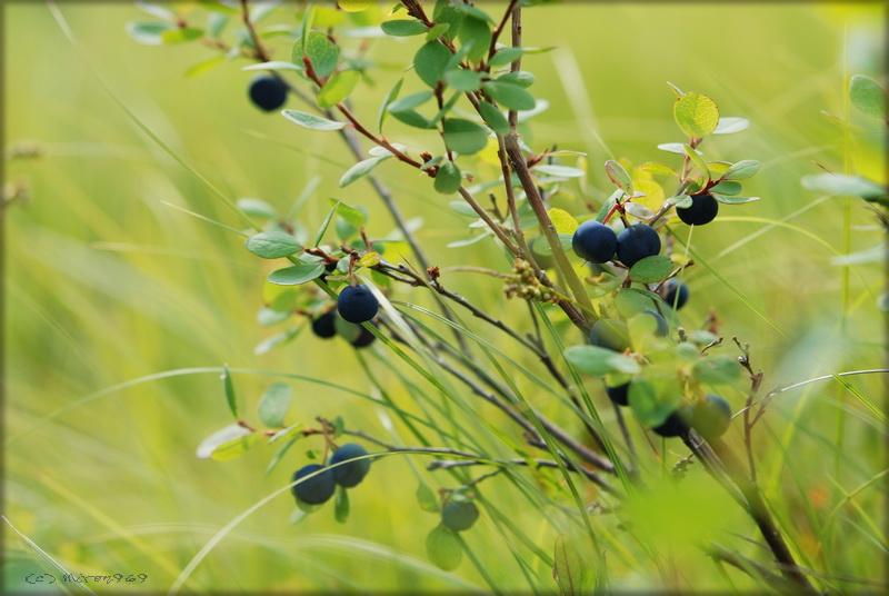 Image of Vaccinium uliginosum specimen.