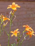 Hemerocallis fulva