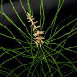 Equisetum pratense