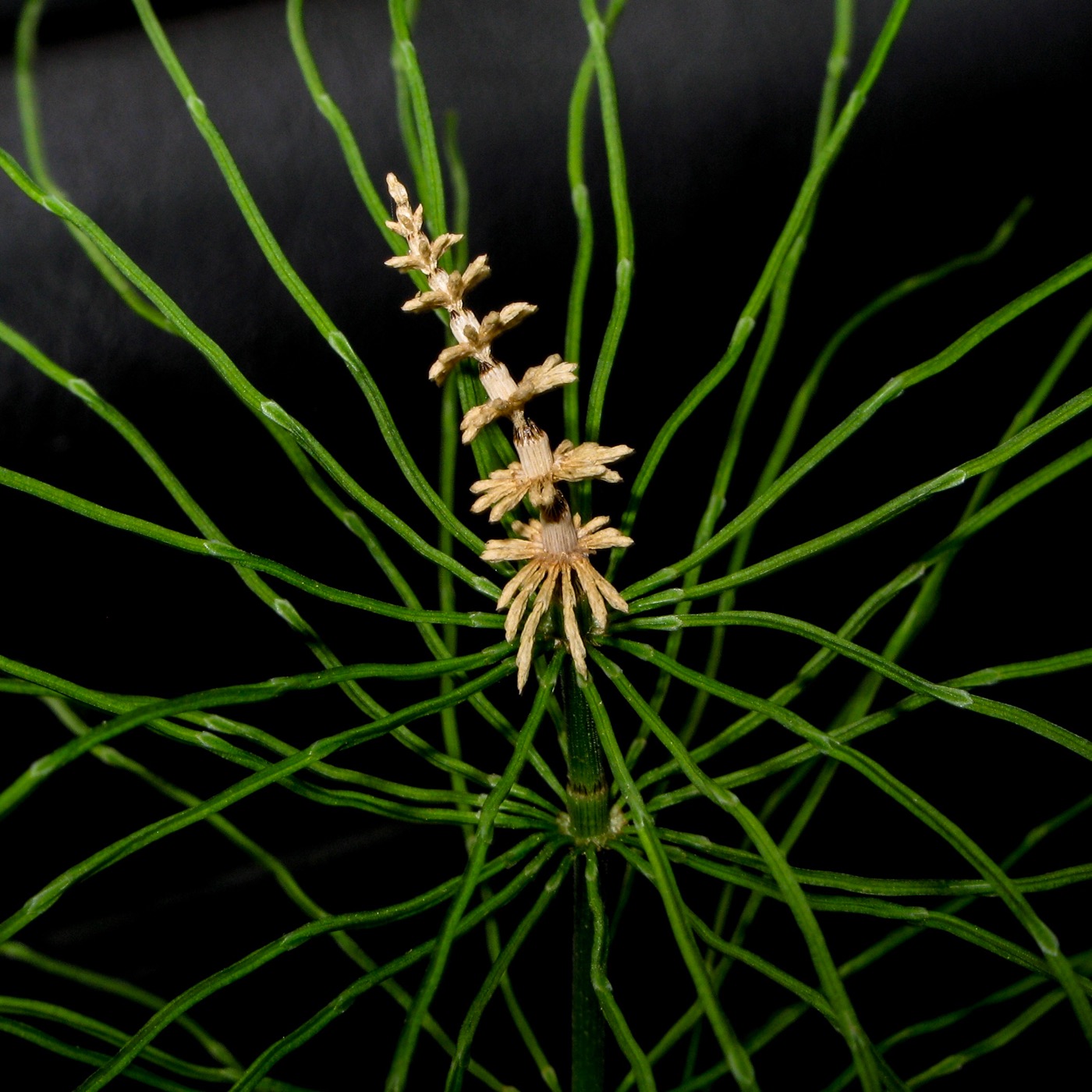 Image of Equisetum pratense specimen.