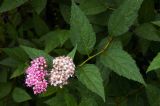 Spiraea japonica