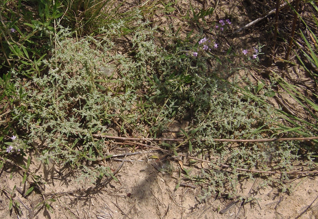 Image of Herniaria incana var. angustifolia specimen.