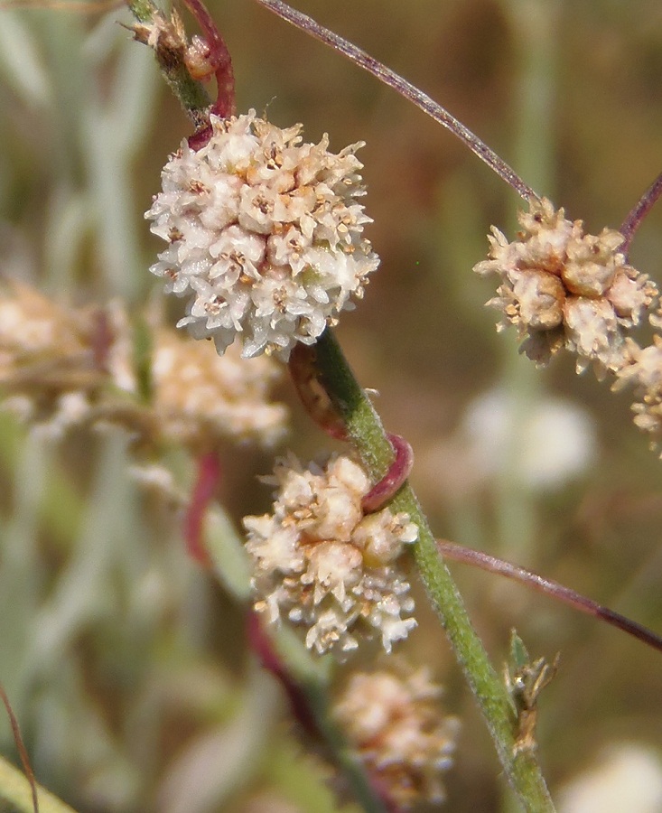 Image of Cuscuta planiflora specimen.