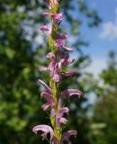 Pedicularis elata. Средняя часть соцветия. Восточный Казахстан, Кокпектинский р-н, 25 км в горы от с. Пантелеймоновка, ≈ 1000 м н.у.м., просека в лесу. 13.06.2016.