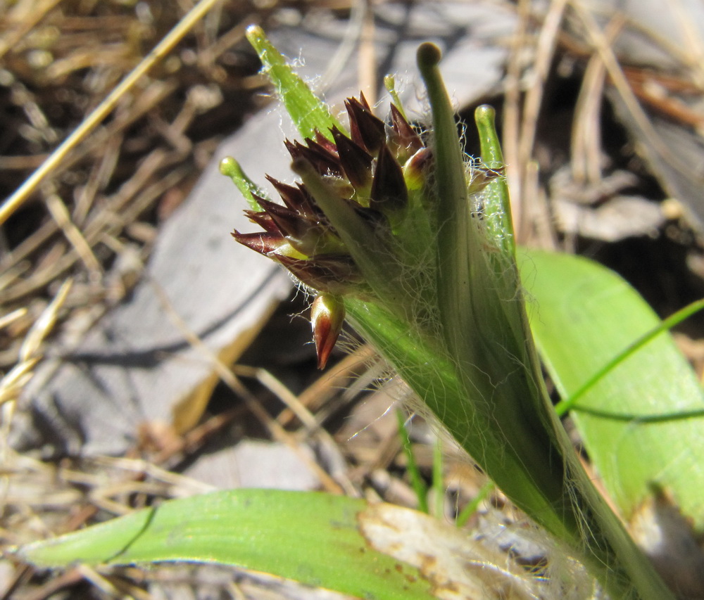 Image of Luzula pilosa specimen.