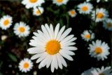 Leucanthemum ircutianum