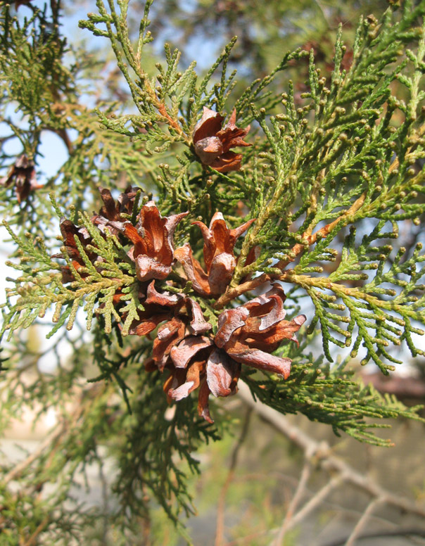 Изображение особи Platycladus orientalis.