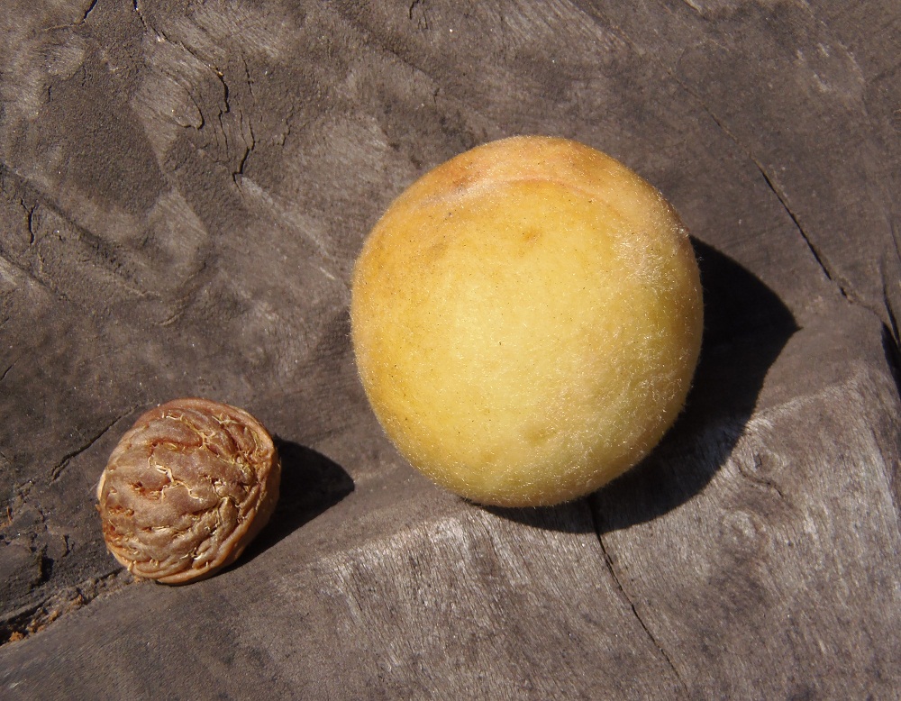 Image of Persica vulgaris specimen.