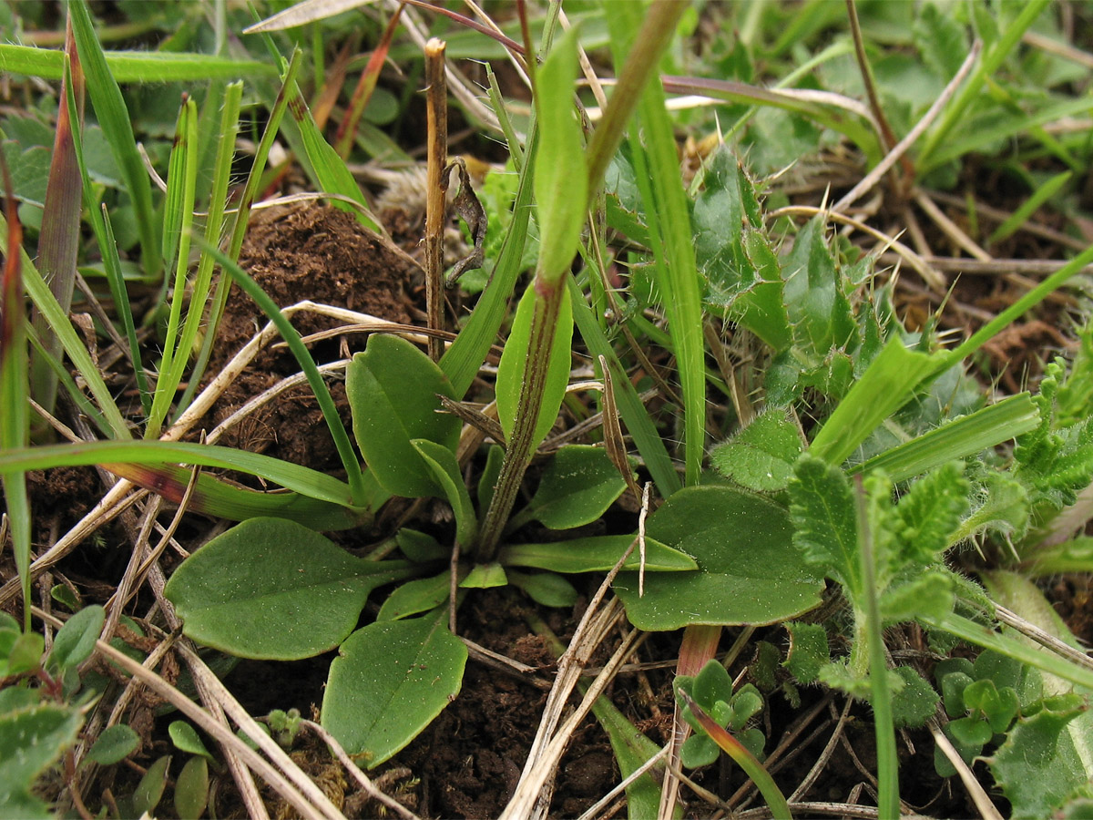 Изображение особи Globularia bisnagarica.