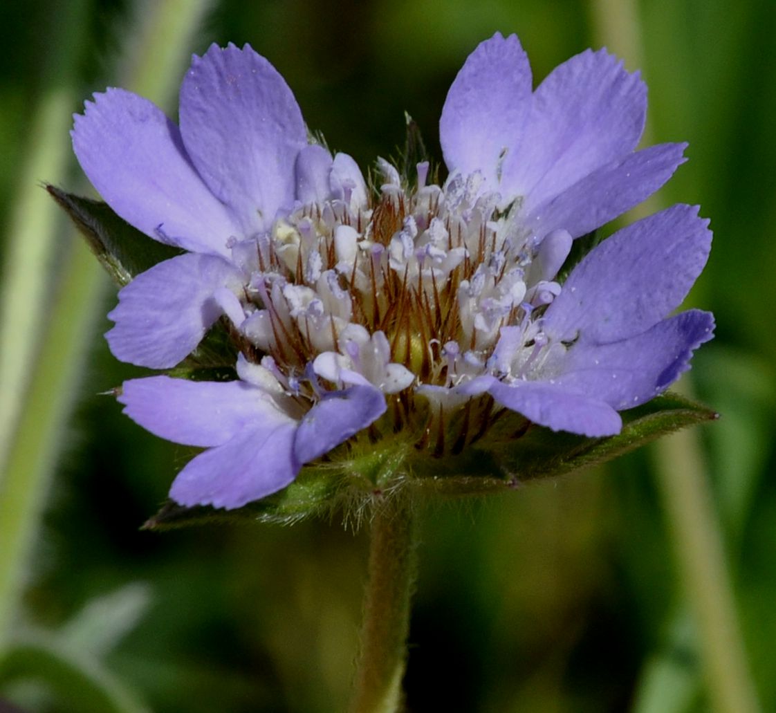 Изображение особи Lomelosia brachiata.