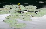 Nuphar pumila