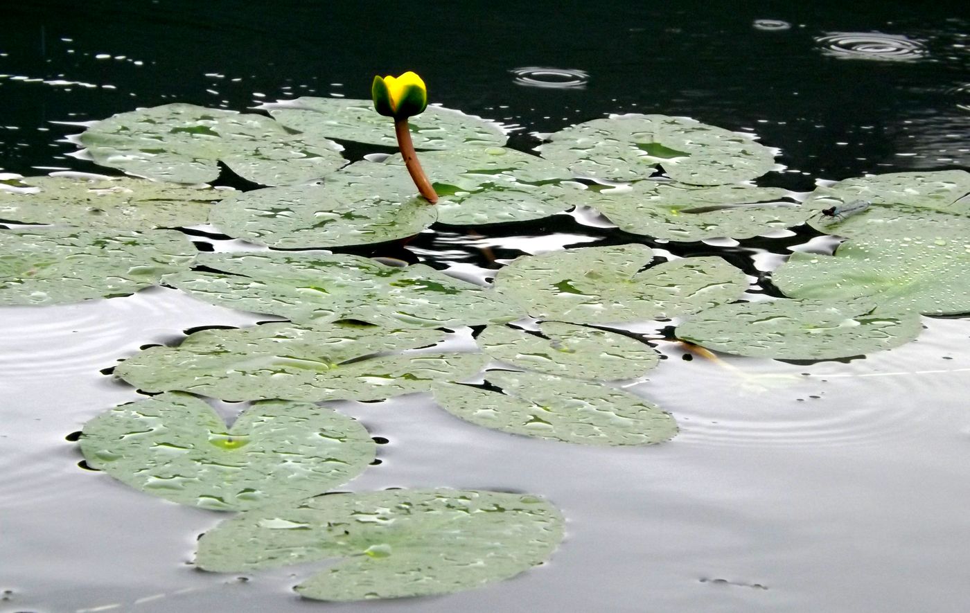 Image of Nuphar pumila specimen.