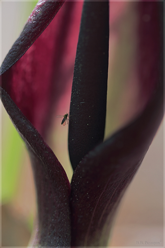 Image of Arum elongatum specimen.