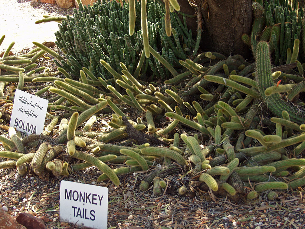 Image of Cleistocactus winteri specimen.