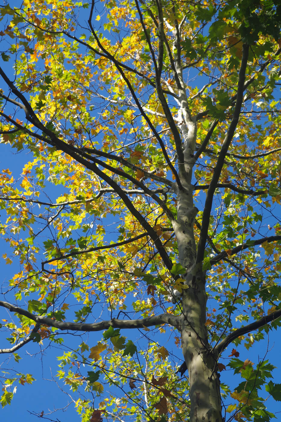 Изображение особи Platanus &times; acerifolia.