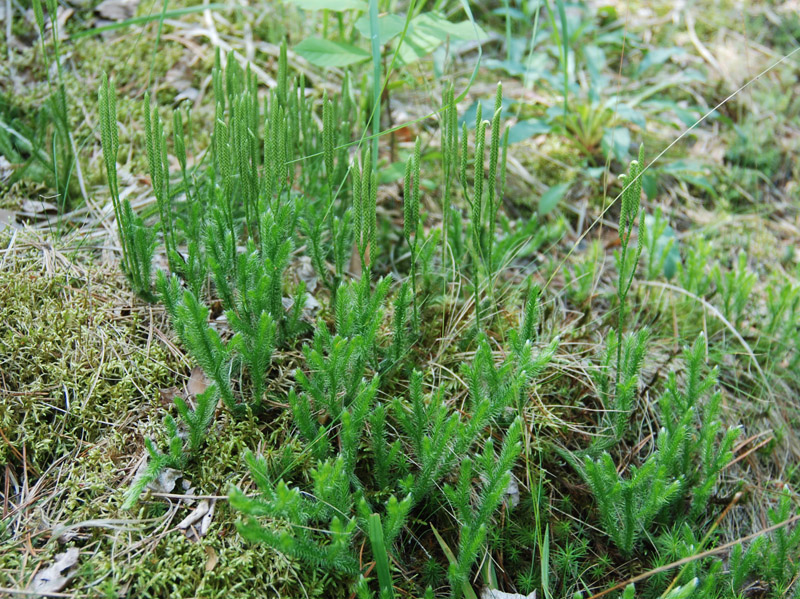 Изображение особи Lycopodium clavatum.