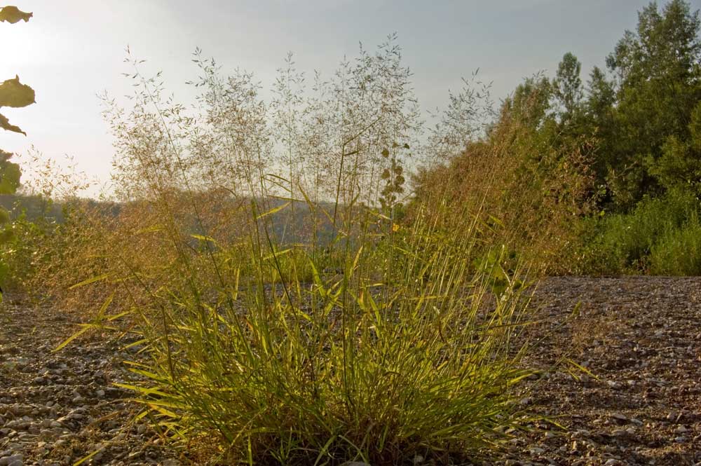 Изображение особи Agrostis tenuis.