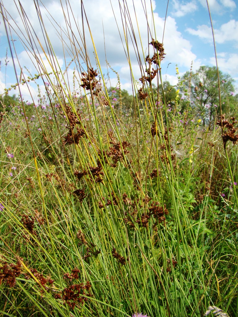Изображение особи Juncus inflexus.