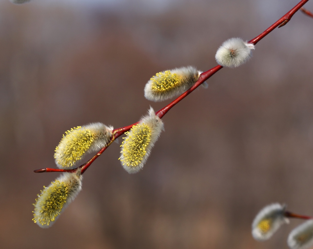 Image of Salix rorida specimen.