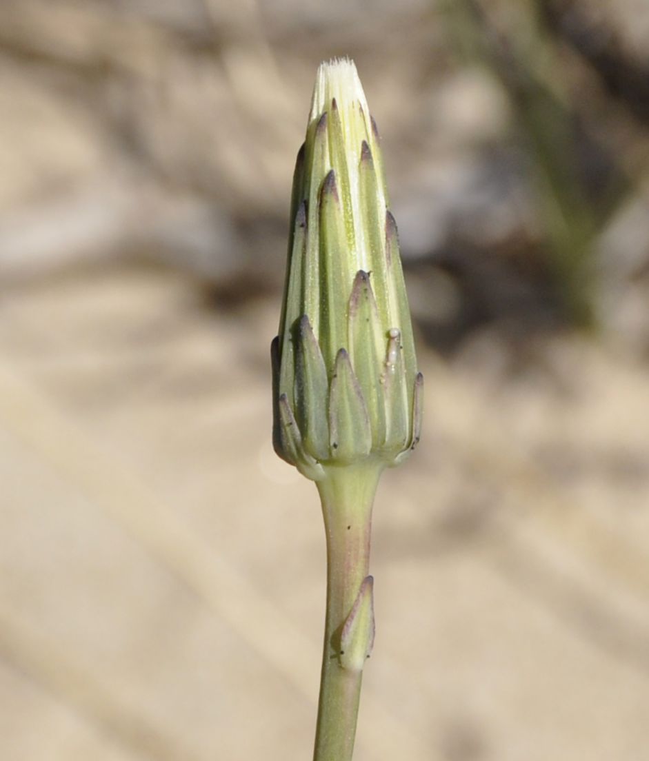 Изображение особи Hypochaeris glabra.