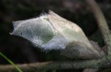 Asarum europaeum