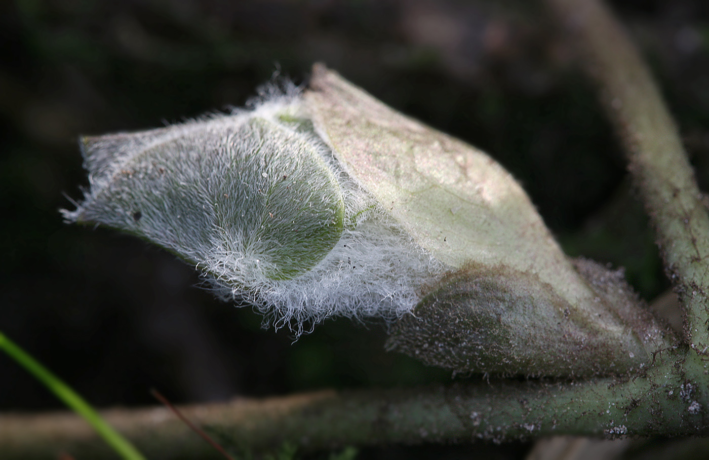 Image of Asarum europaeum specimen.