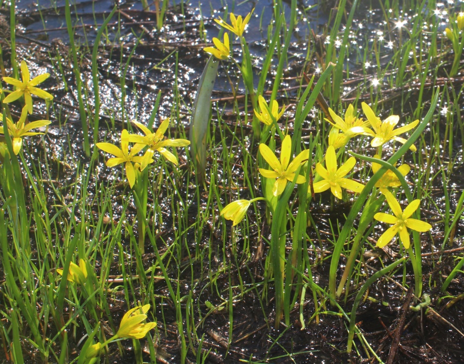 Изображение особи Gagea liotardii.