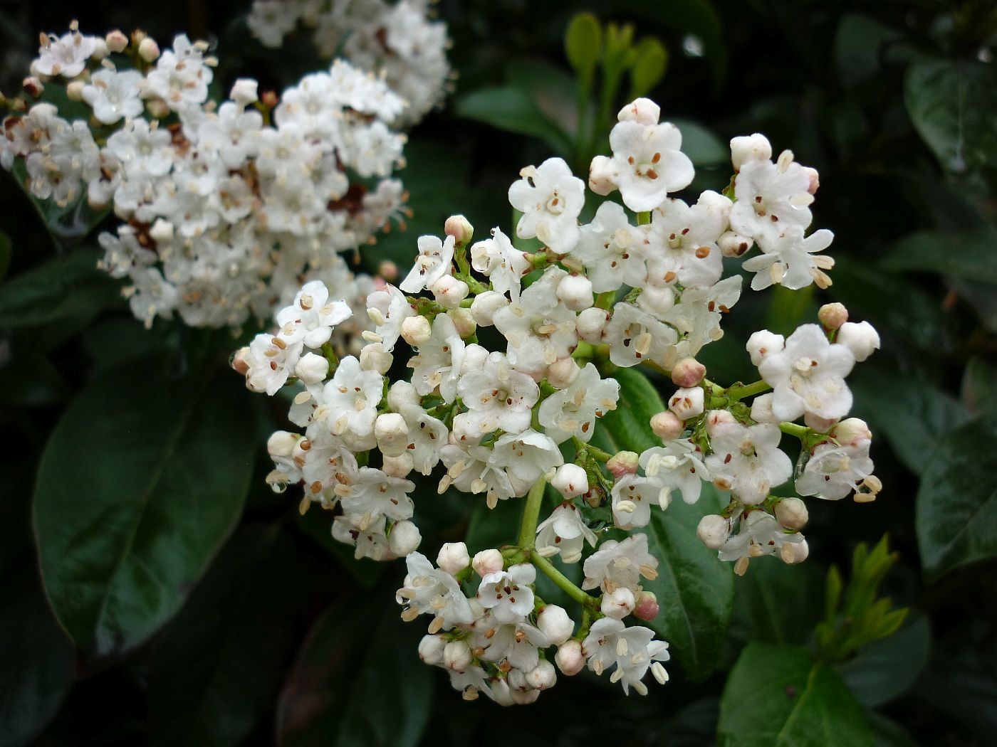 Изображение особи Viburnum tinus.