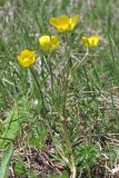 Ranunculus dissectus