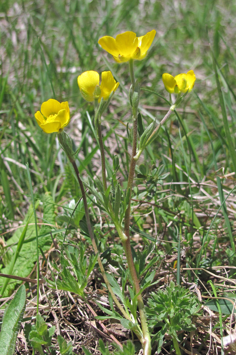 Изображение особи Ranunculus dissectus.