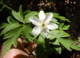 Anemone nemorosa. Верхушка растения с цветком. Ленинградская обл., Кингисеппский р-н, в 5,5 км севернее дер. Куровицы, смешанный лес. 22.05.2017.