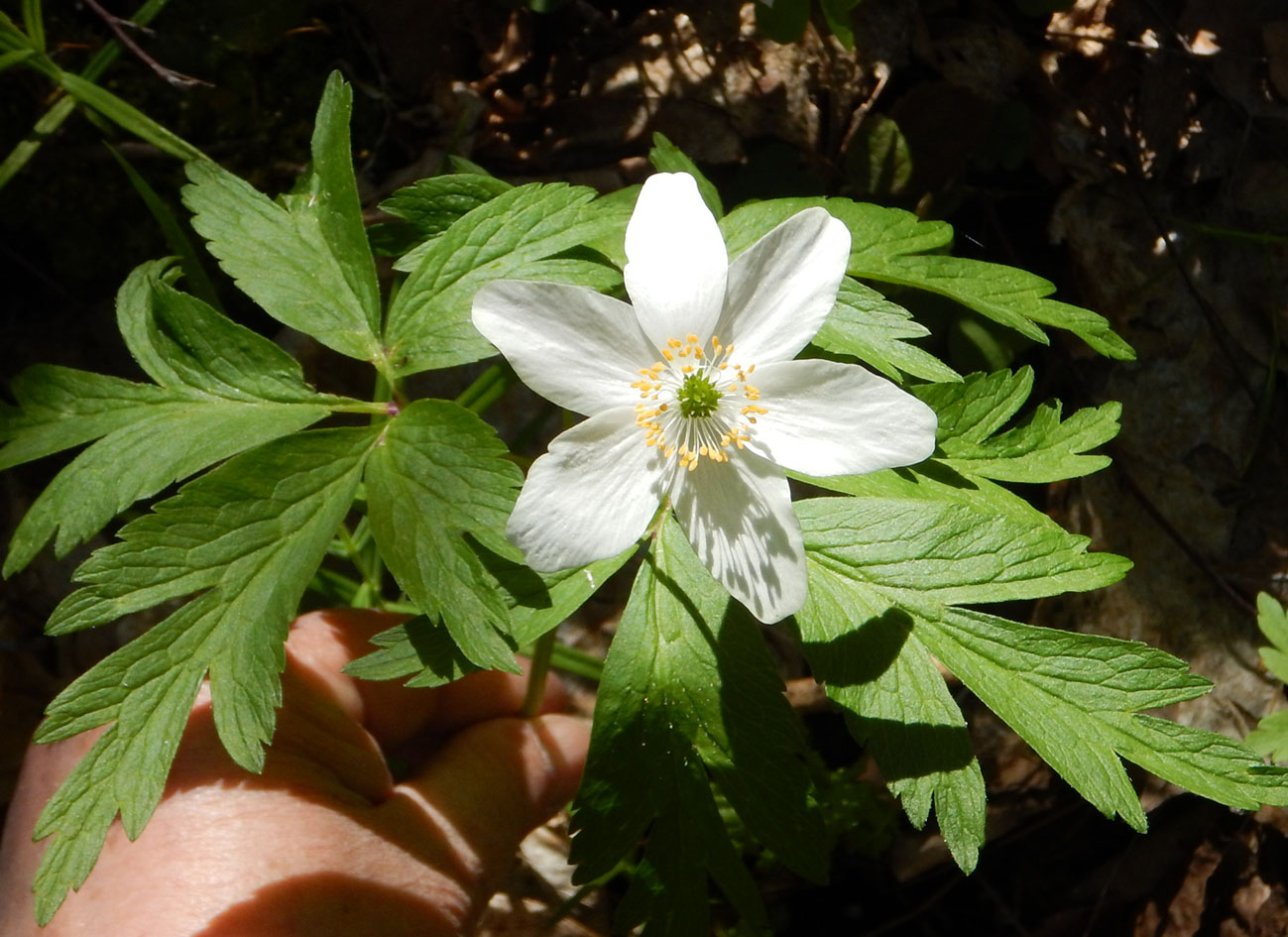 Image of Anemone nemorosa specimen.