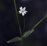 Stellaria graminea