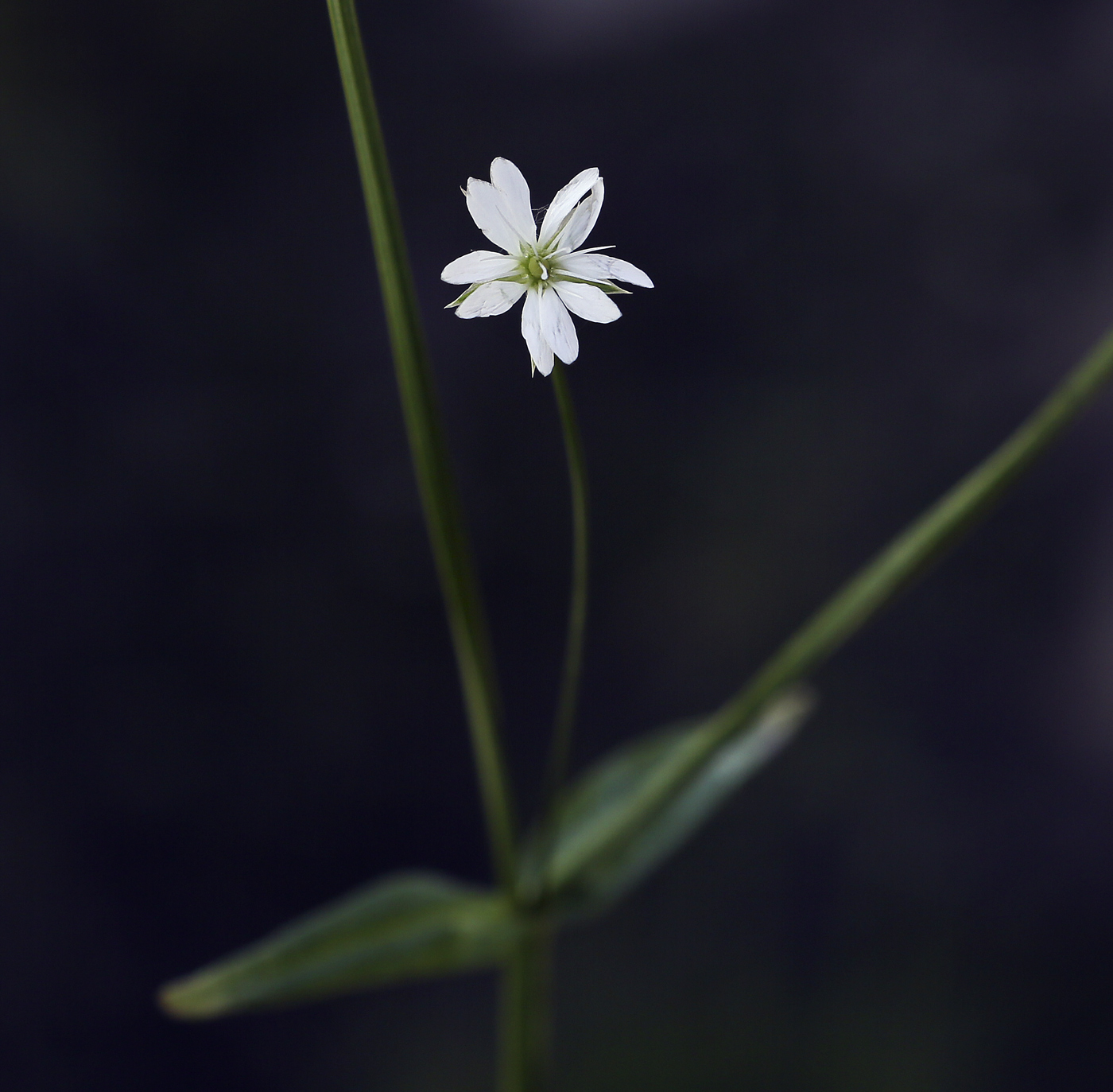 Image of Stellaria graminea specimen.