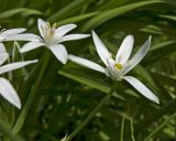 Ornithogalum umbellatum