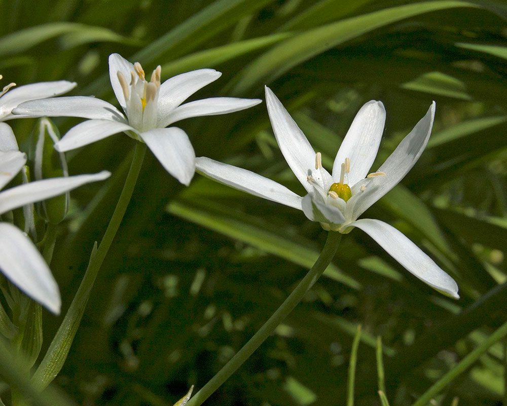 Изображение особи Ornithogalum umbellatum.