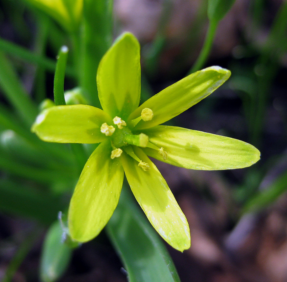 Image of Gagea lutea specimen.