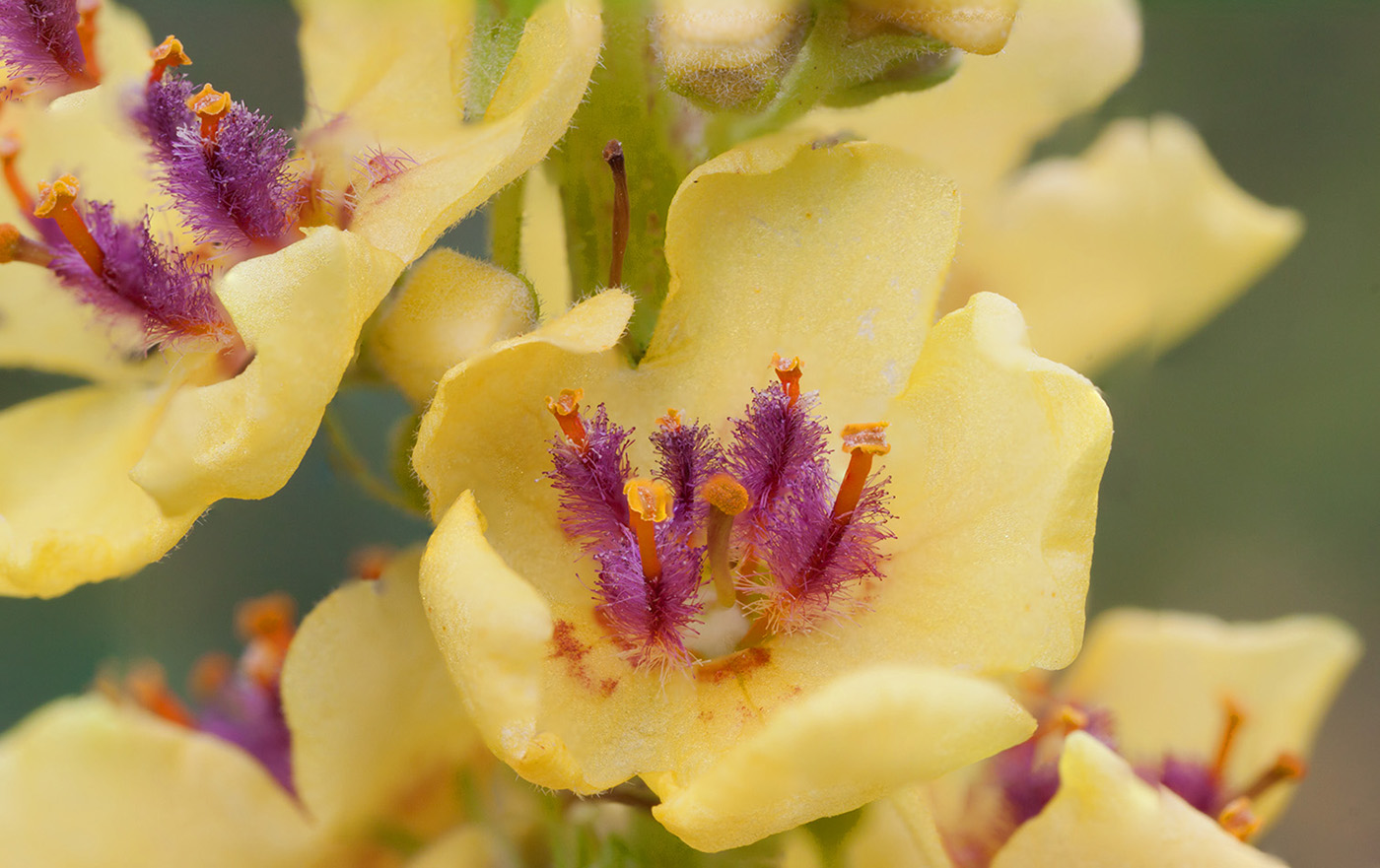 Image of Verbascum nigrum specimen.