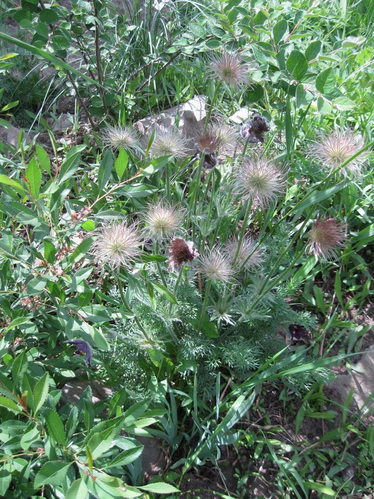 Изображение особи Pulsatilla pratensis.