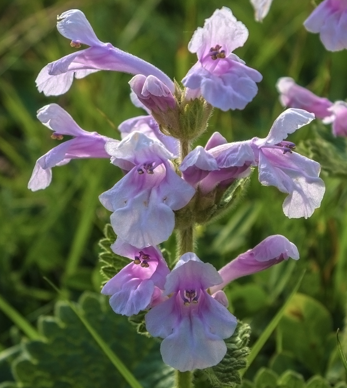 Изображение особи Betonica macrantha.