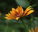 Rudbeckia bicolor