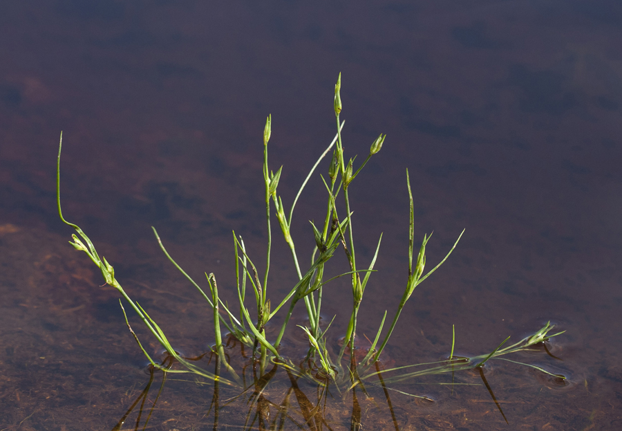 Изображение особи Juncus bufonius.