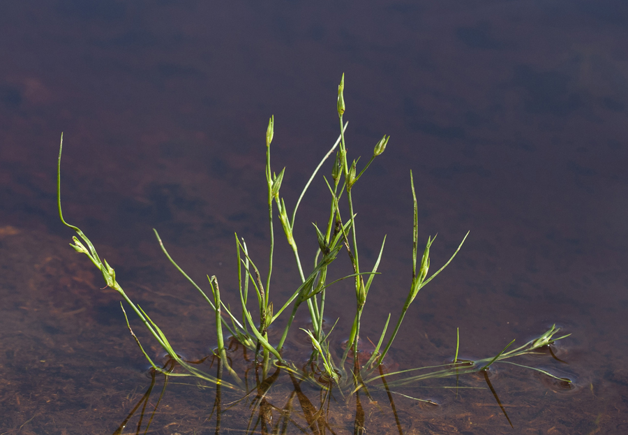 Image of Juncus bufonius specimen.