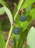 Polygonatum odoratum. Часть побега с плодами. Алтайский край, г. Барнаул, окр. пос. Южный, просека в ленточном бору из Pinus sylvestris. 9 августа 2017 г.